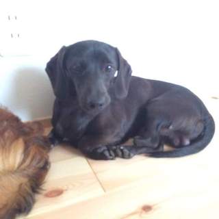 ミニチュアダックスmixの里親さん募集します！