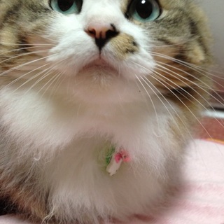 ﾍﾟﾙｼｬﾊｰﾌの女の子