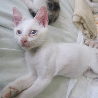 ちゅぱちゅぱエロくっぱ君 動画有 お留守番できます