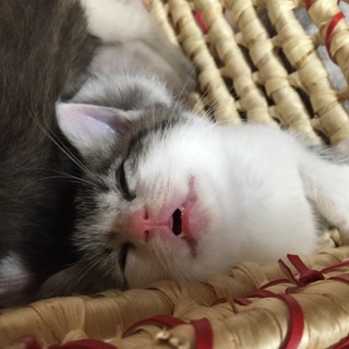 6月生まれの女の子♪幸運を呼ぶかぎしっぽさん♪