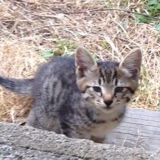 オー○若林似キジトラ子猫