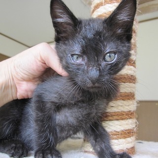 やんちゃな黒猫ちるちる君 動画有 お留守番できます