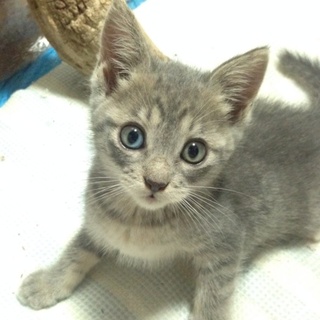 超美男 仲良し兄弟 オッドアイ ロシアンブルー系