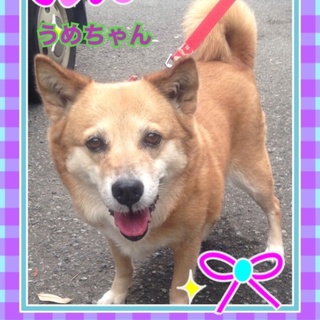 柴犬 甘えん坊うめちゃん