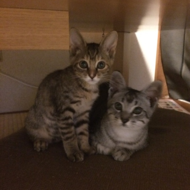 久遠036のカバー写真