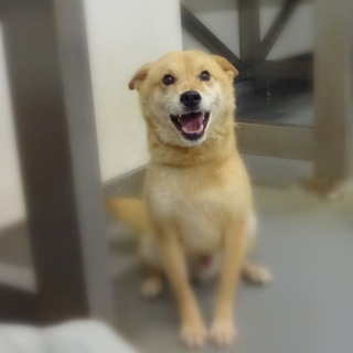 人懐っこい中型わんこ、しょうくん！