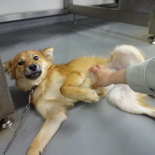 愛くるしいお顔の愛ちゃん！