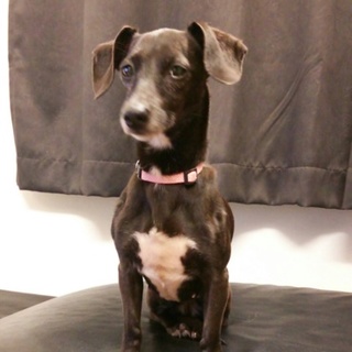 イタグレmixの里親さん募集中！