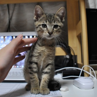 食べて、甘えて、遊んで、可愛いキジトラ子猫。