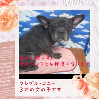 フレブルコニーは優しい３才の女の子です。