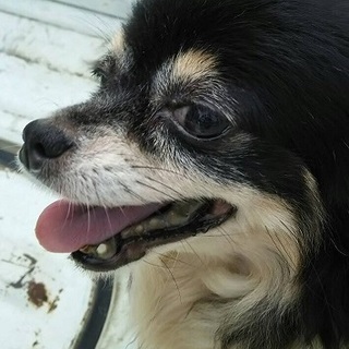 【繁殖引退犬】可愛いブラックタンホワイトチワワ♀☆