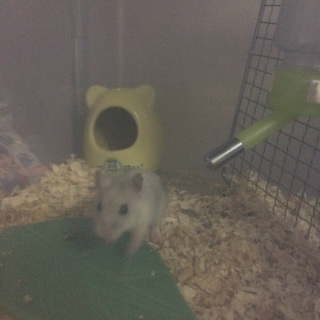 ハムスターの里親様募集！