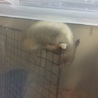 ハムスターの里親様募集！ サムネイル2