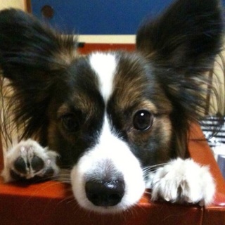 寂しがり屋で甘えたなパピヨン