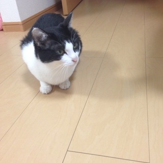 はちわれかわいいメスのネコ