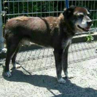 今週処分　この子を助けてください