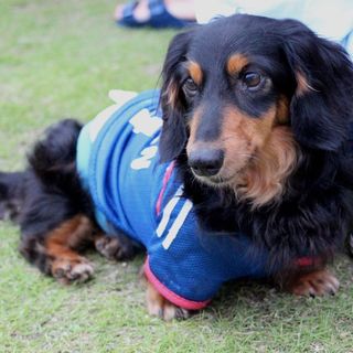 ダンディーなダックス君☆