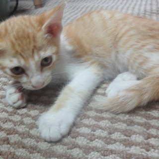 とても可愛い猫です。