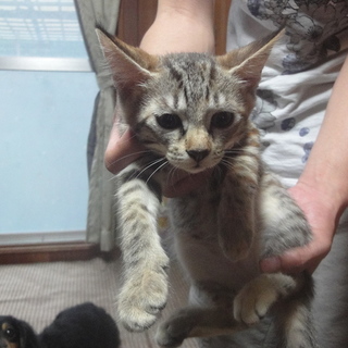 とても可愛い子猫です。