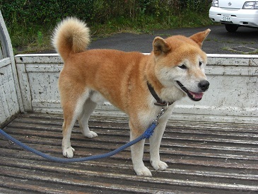 最後の延長 10歳位柴 熊本県 犬の里親募集 773 ペットのおうち 月間利用者150万人