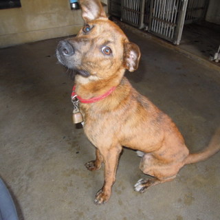 期限切迫！！人慣れしてます、1歳くらいの男の子