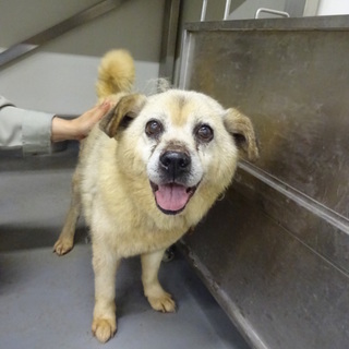 わさおくん、愛らしいやつなんです？！