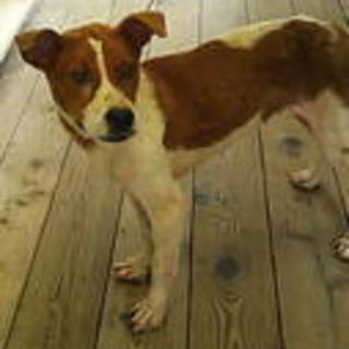 Ｏ様のお宅でエルクくんと名前をつけていただきました