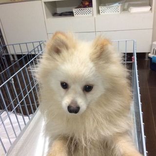 「エラン」おもちゃ好きの甘えん坊