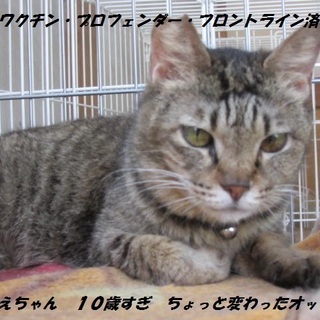 残りのニャン生を幸せに送らせて下さる方急募です