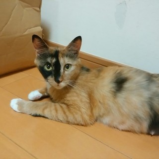 とってもおだやかでやさしい三毛猫のお母さん！