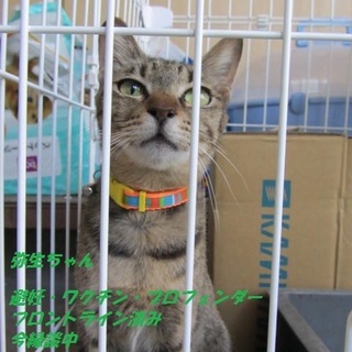 残りのニャン生を幸せに送らせて下さる方急募です