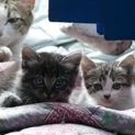 子猫３匹！どれでも可