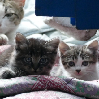 子猫３匹！どれでも可