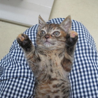 ワイン色の大きな目！