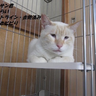 残りのニャン生を幸せに送らせて下さる方急募です