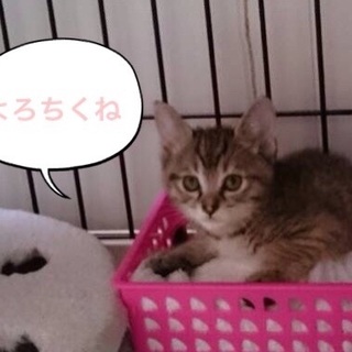 美少女❤︎キキちゃん❤︎生後50日