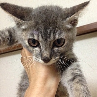 美人で良い子です。