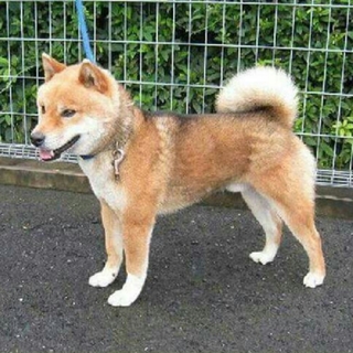 この子の命を救ってください。