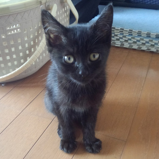 生後二か月程度の黒猫ちゃん