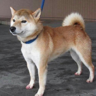 この子の命を救ってください。