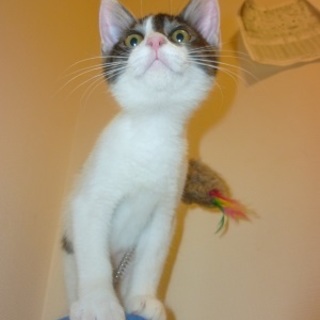 元気いっぱい２か月の女の子　みぃもちゃんです。