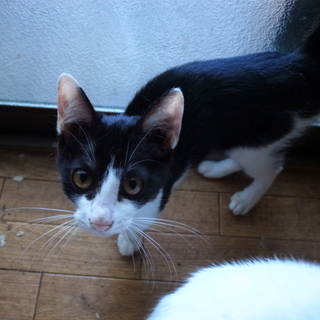 人気のハチワレちゃんの男の子です！