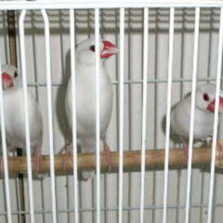 白文鳥３羽若です。