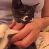 ☆人も猫も大好き☆2ヶ月♂ サムネイル3