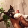 ☆人も猫も大好き☆2ヶ月♂ サムネイル6