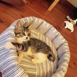 「ペットのおうちデビュー★ミ」サムネイル2