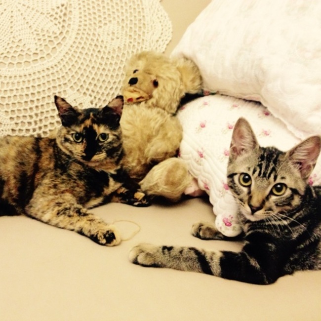 きゃりさん家のカバー写真