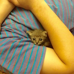 保護猫before→after