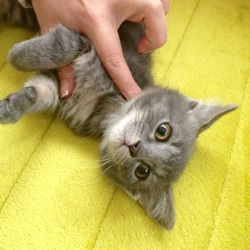 「保護猫before→after」サムネイル2