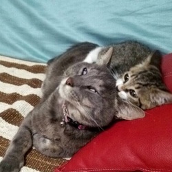 「保護猫before→after」サムネイル3